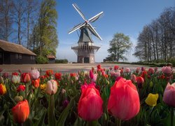 Tulipany i wiatrak w ogrodzie Keukenhof