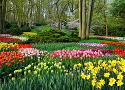 Tulipany i żonkile w parku