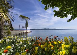 Tulipany na brzegu wyspy Mainau Bay