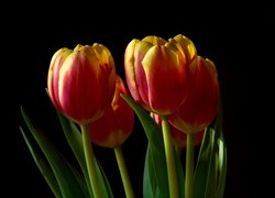 Tulipany na ciemnym tle