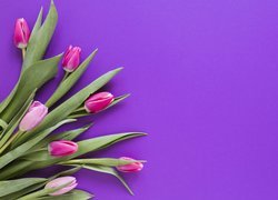 Kwiaty, Tulipany, Fioletowe, Tło