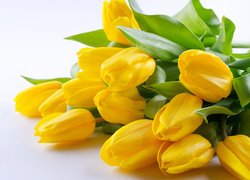 Żółte, Tulipany, Białe tło