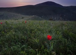 Tulipany na łące w górach Markotchskich