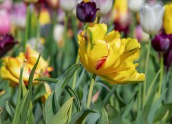 Tulipany, Żółty, Tulipan, Łąka, Rozmyte tło