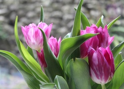 Tulipany na rozmytym tle