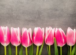 Biało-różowe, Tulipany, Szare, Tło