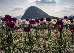 Tulipany, Kwiaty, Ocean, Góry, Niebo