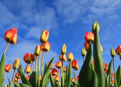 Tulipany, Niebo