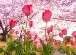 Kwiaty, Tulipany, Drzewa, Wiosna