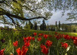 Tulipany na wiosennej łące