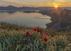 Tulipany na wzgórzu i góry nad morzem Czarnym