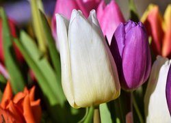 Tulipany oświetlone słońcem