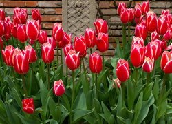 Kwiaty, Tulipany, Liście, Murek, Cegły