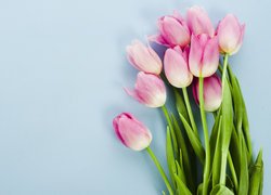 Tulipany różowe na niebieskim tle