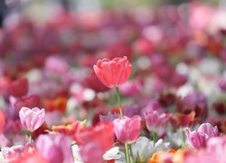 Kolorowe, Rozświetlone, Tulipany