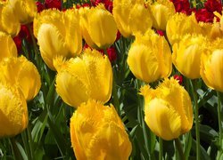 Tulipany strzępiaste, Żółte