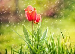 Tulipany w deszczu