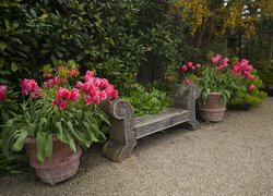 Tulipany w donicach ustawione obok ławeczki w ogrodzie