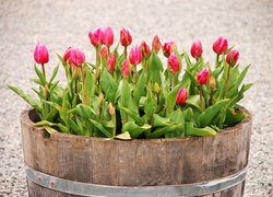 Tulipany w drewnianej donicy