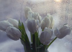 Białe, Tulipany, Bukiet, Krople