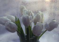 Tulipany w kroplach wody