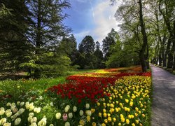 Park, Tulipany, Droga, Drzewa