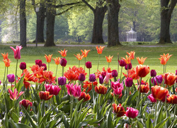 Niemcy, Baden-Baden, Wiosna, Park, Tulipany, Drzewa