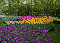 Kolorowe, Tulipany, Drzewa, Park