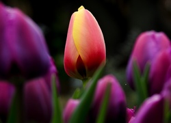 Tulipany w rozmyciu