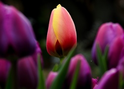 Tulipany, Rozmycie
