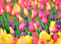 Tulipany w różnych kolorach