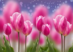 Tulipany w różowym kolorze