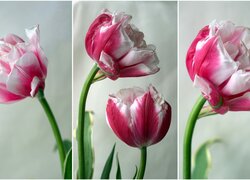 Tulipany w trzech kadrach