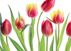 Tulipany w zbliżeniu na białym tle