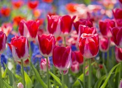 Tulipany w zbliżeniu