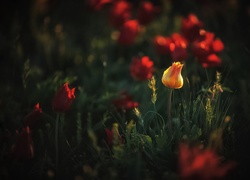 Tulipany zakwitły na łące