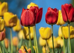 Tulipany żółte i czerwone w zbliżeniu