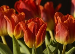 Tulipany, Żółto-czerwone, Zbliżenie