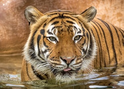 Tygrys azjatycki chłodzi się w wodzie