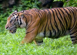 Tygrys bengalski idący po trawie