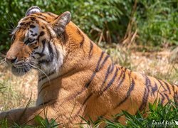Tygrys leżący w trawie