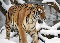 Tygrys na śniegu obok drzew