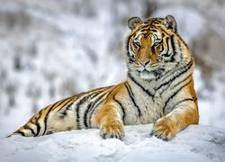 Tygrys na śniegu w zbliżeniu