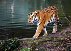 Tygrys nad rzeką