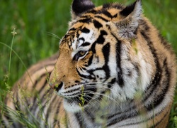 Tygrys odpoczywa w trawie