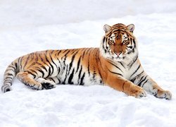 Tygrys odpoczywający na śniegu