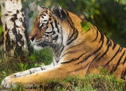 Tygrys odpoczywający na trawie