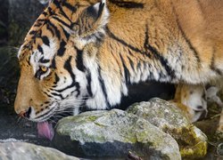 Tygrys pijący wodę ze strumyka