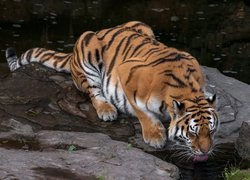 Tygrys pijący wodę