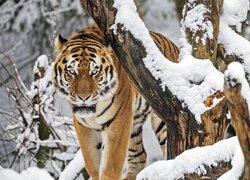 Tygrys, Śnieg, Drzewo